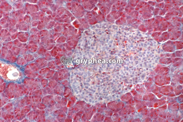 Pancréas endocrine (Ilot de langerhans) x70 - gryphea.org